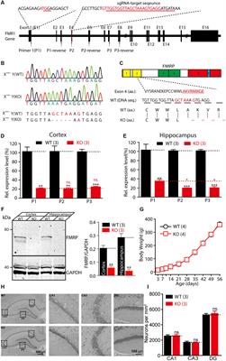 Loss of FMRP Impaired Hippocampal Long-Term Plasticity and Spatial Learning in Rats